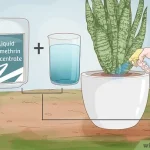 How Can I Get Rid of Ants in the Garden