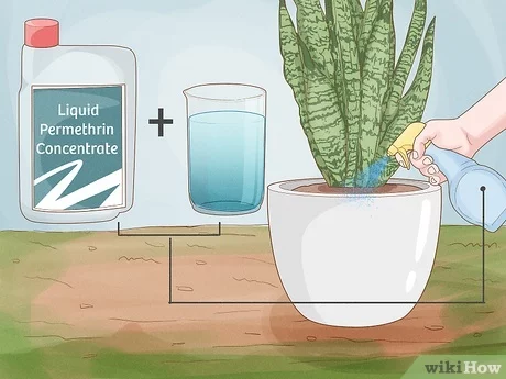 How Can I Get Rid of Ants in the Garden