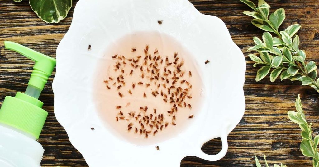 How Do You Get Rid of Gnats in Your Kitchen