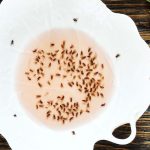 How Do You Get Rid of Gnats in Your Kitchen