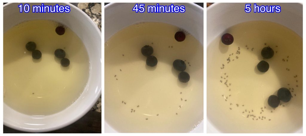 How Do You Get Rid of Kitchen Gnats