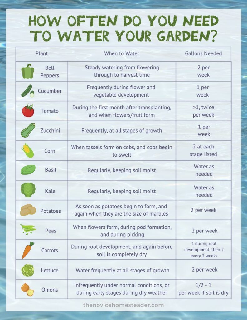 How Often to Water Garden