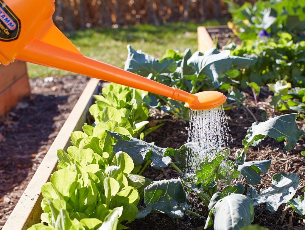 How Often to Water Vegetable Garden