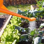 How Often to Water Vegetable Garden