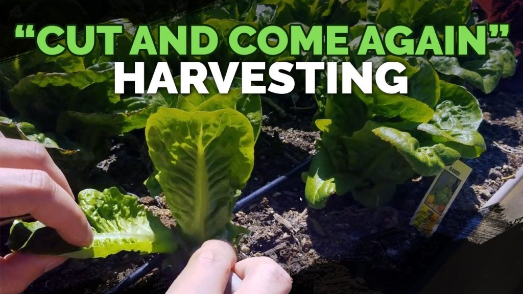 How to Cut Lettuce from Garden