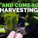 How to Cut Lettuce from Garden