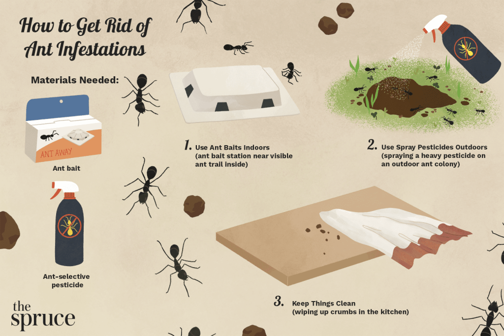 How to Get Rid of Ants in the Kitchen