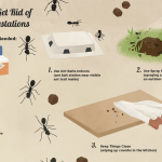 How to Get Rid of Ants in the Kitchen