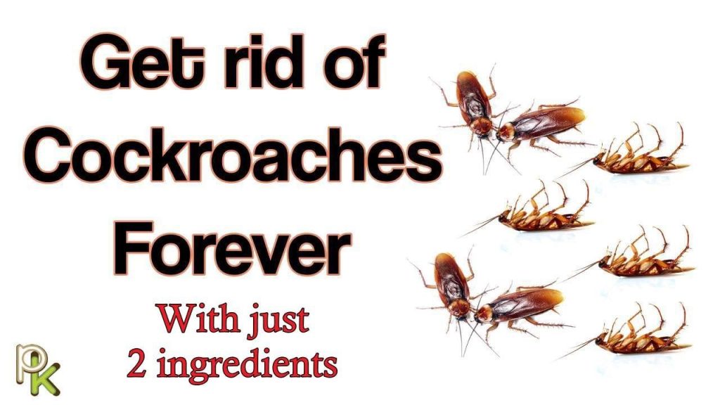 How to Get Rid of Cockroaches in Kitchen Permanently