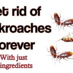 How to Get Rid of Cockroaches in Kitchen Permanently