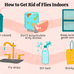 How to Get Rid of Flies in Kitchen