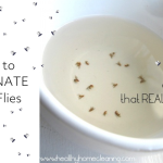 How to Get Rid of Gnats in Kitchen