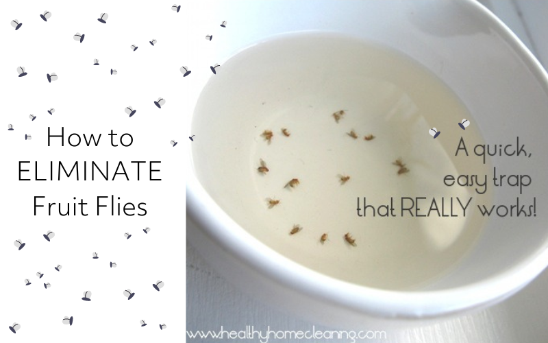 How to Get Rid of Gnats in Kitchen