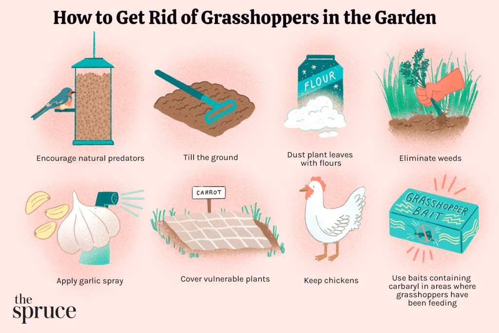 How to Get Rid of Grasshoppers in Garden