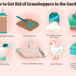 How to Get Rid of Grasshoppers in Garden