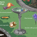 How to Get Rid of Slugs in the Garden