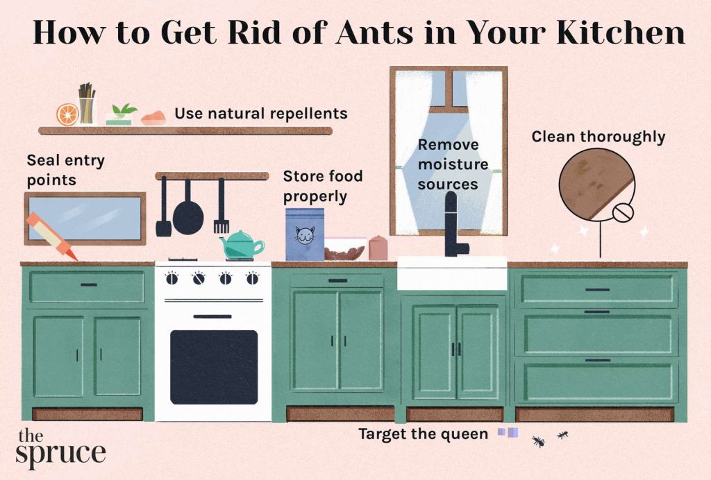 How to Get Rid of Small Ants in Kitchen