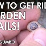 How to Get Rid of Snails in the Garden