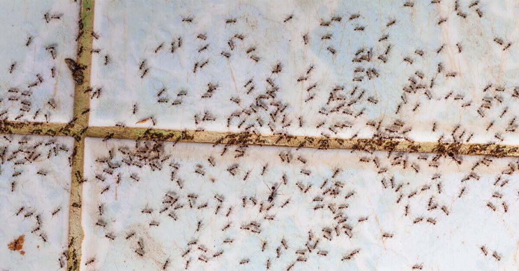 How to Get Rid of Tiny Tiny Ants in Kitchen