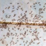 How to Get Rid of Tiny Tiny Ants in Kitchen