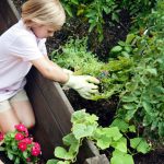 How to Grow a Garden