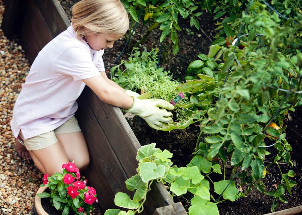 How to Grow a Garden