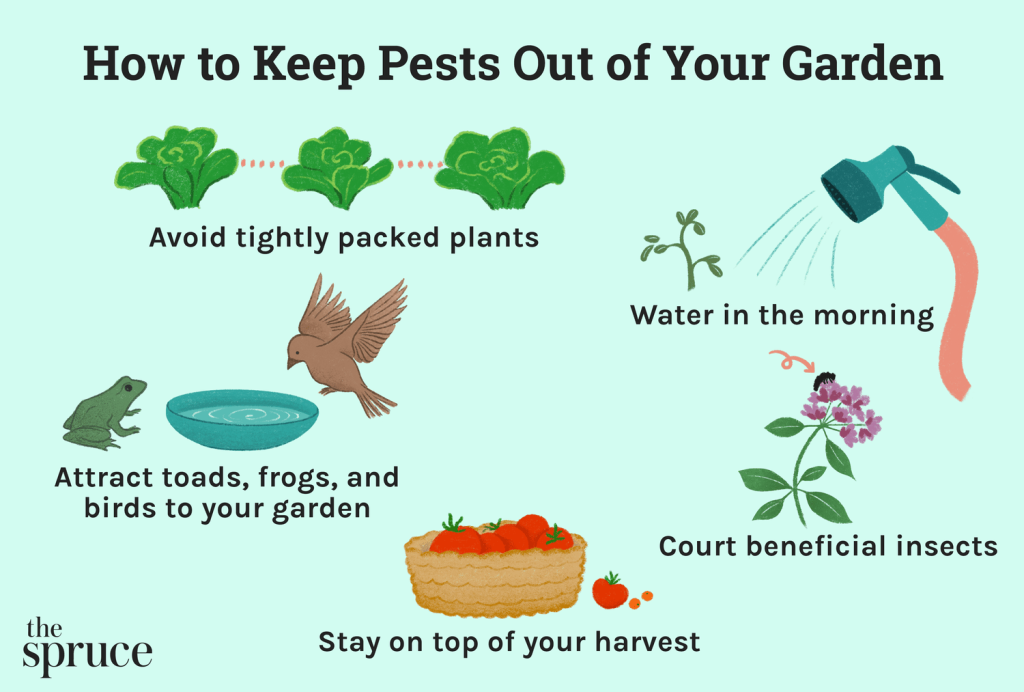 How to Keep Bugs Out of Garden