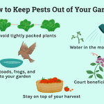 How to Keep Bugs Out of Garden