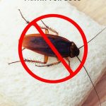 How to Keep Bugs Out of Kitchen