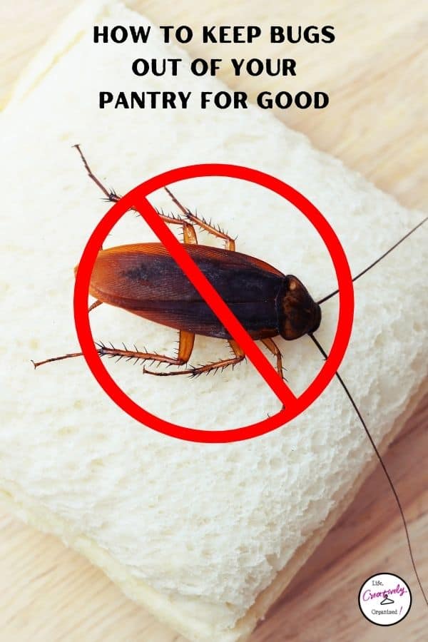 How to Keep Bugs Out of Kitchen