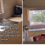 How to Keep Cats off Kitchen Counters