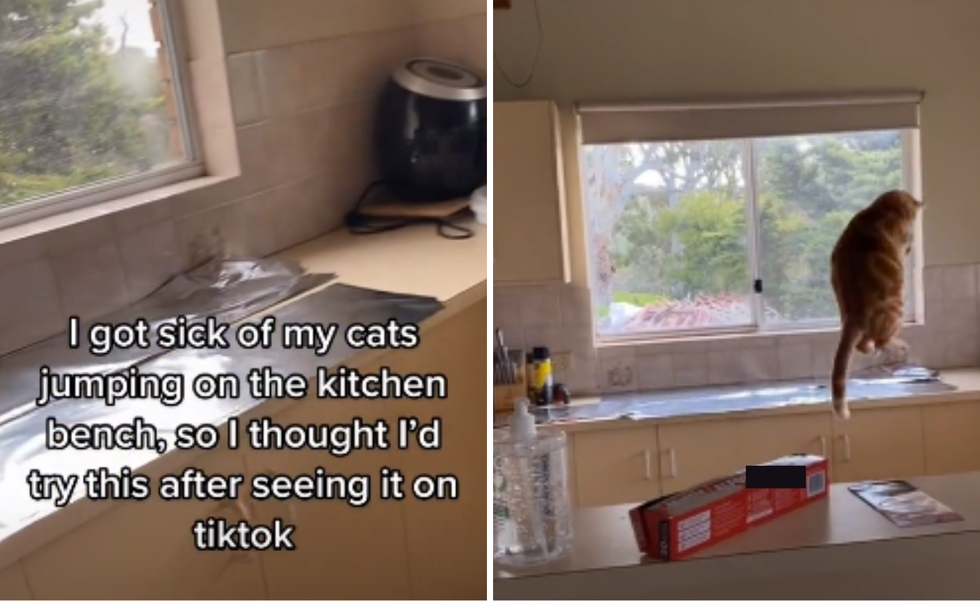 How to Keep Cats off Kitchen Counters