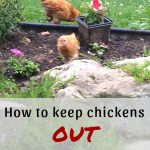 How to Keep Chickens Out of Garden