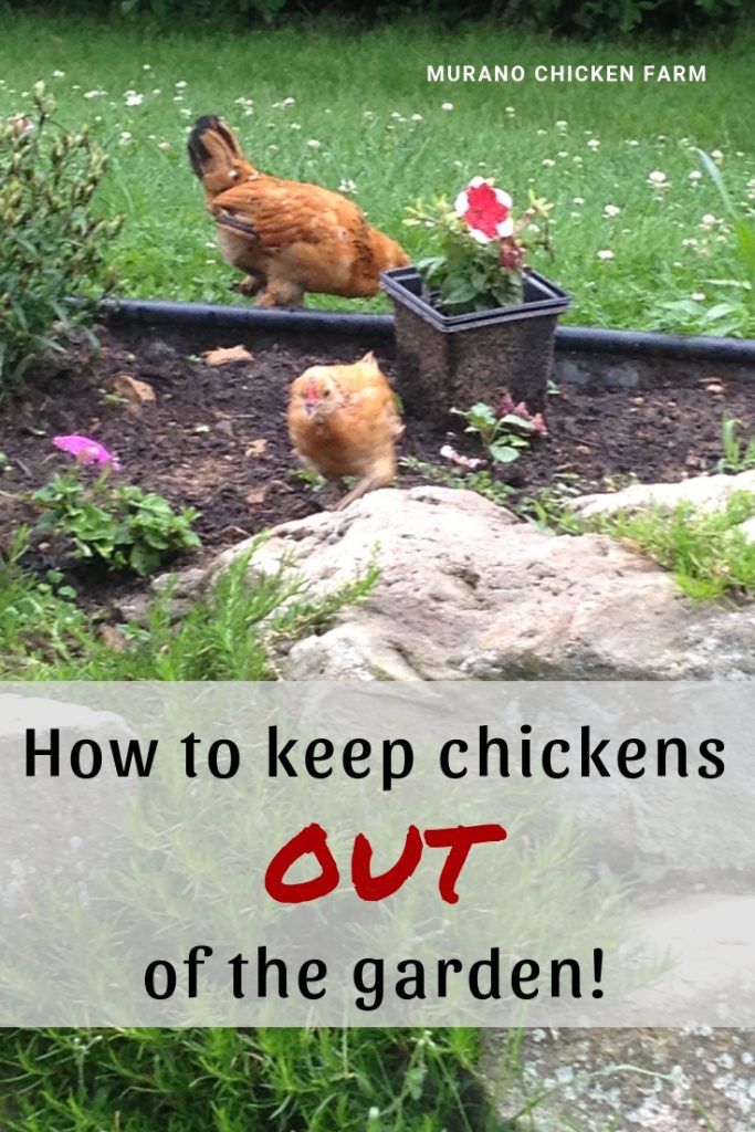How to Keep Chickens Out of Garden