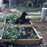 How to Keep Dogs Out of Garden