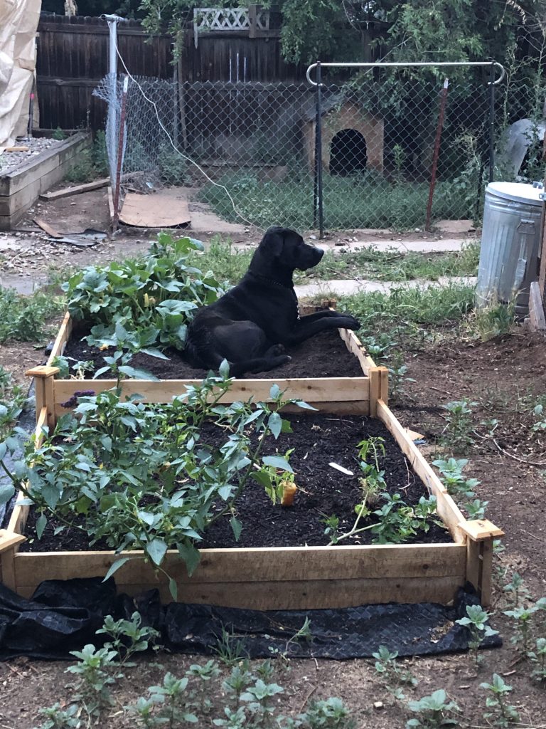 How to Keep Dogs Out of Garden