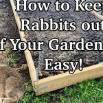 How to Keep Rabbits Out of Your Garden