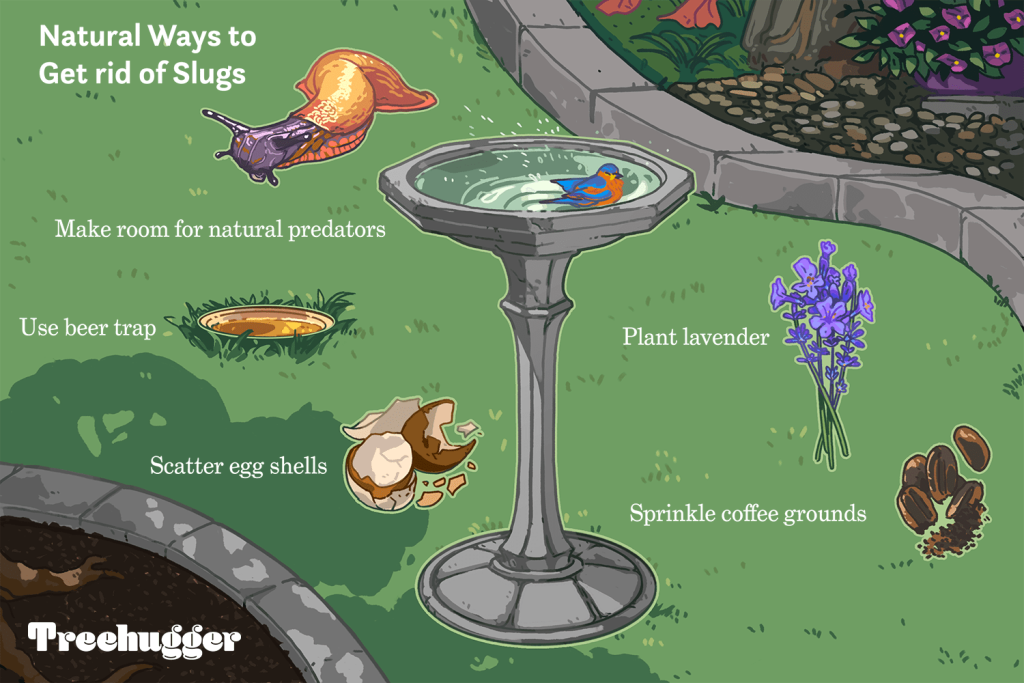 How to Keep Slugs Out of Garden