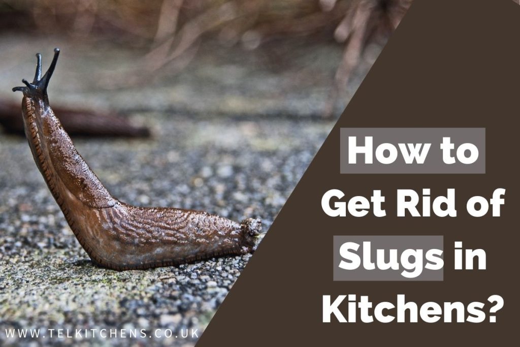 How to Keep Slugs Out of Kitchen