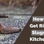 How to Keep Slugs Out of Kitchen