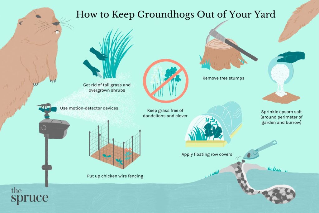 How to Keep Woodchucks Out of Garden