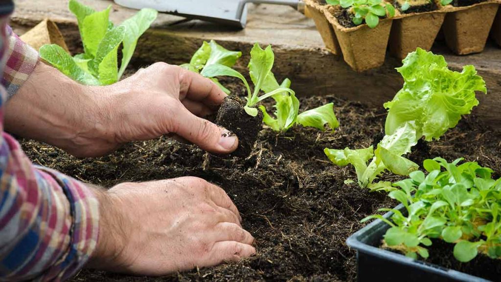 How to Plant a Vegetable Garden