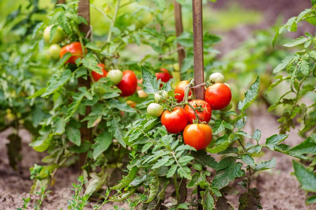 How to Plant Tomatoes in a Garden