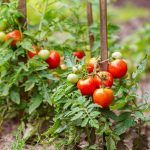 How to Plant Tomatoes in a Garden