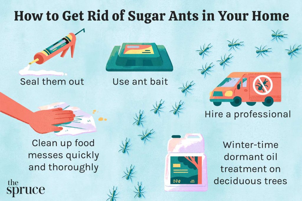 How to Rid Tiny Ants in Kitchen
