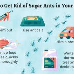 How to Rid Tiny Ants in Kitchen