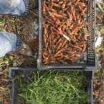 How to Store Carrots from the Garden