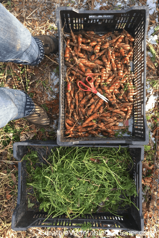 How to Store Carrots from the Garden