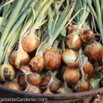 How to Store Onions from the Garden