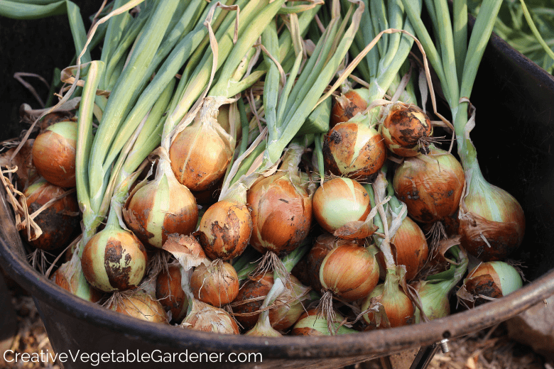 How to Store Onions from the Garden